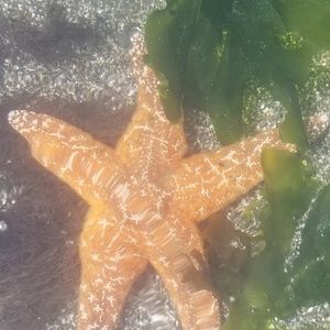 Meet your Posher, Halie